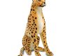 giant-stuffed-cheetah-rental